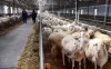 【学习资料】超详细各类养殖资料大全百度云阿里云下载