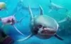 Switch游戏 -饥饿鲨：世界 Hungry Shark World-百度网盘下载
