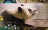 再见，福宝 蓝光高清MKV版/再‧见熊猫福宝(港) / 再见，福宝(台) / 嗨，爷爷 / 再见爷爷 / My Dearest Fu Bao 2024 안녕，할부지 9.99G