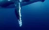 大卫·爱登堡：海洋 WEB-DL版下载/Ocean with David Attenborough 2025 David Attenborough: Ocean 7.87G